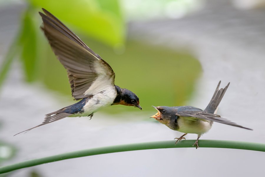 尚麟露凝霜 · 白露 | 秋意漸濃，露從今夜白